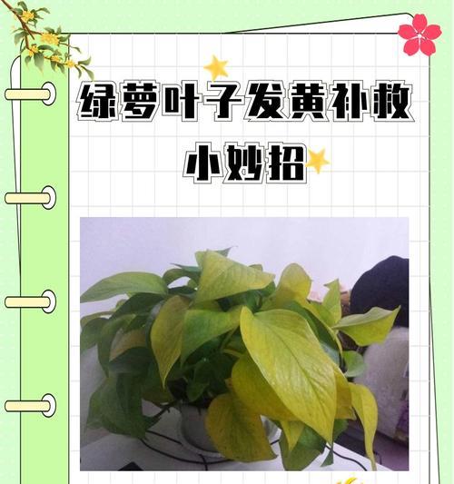 不小心吃了口绿萝叶子发黄怎么办？（急救方法与预防措施，）