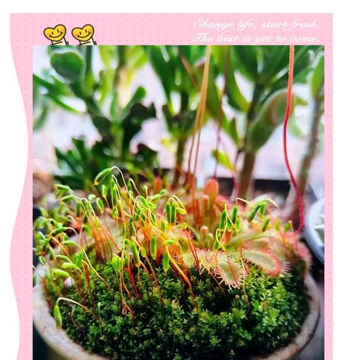 培养井底苔藓的技巧与方法（在家中打造独特的井底苔藓景观）