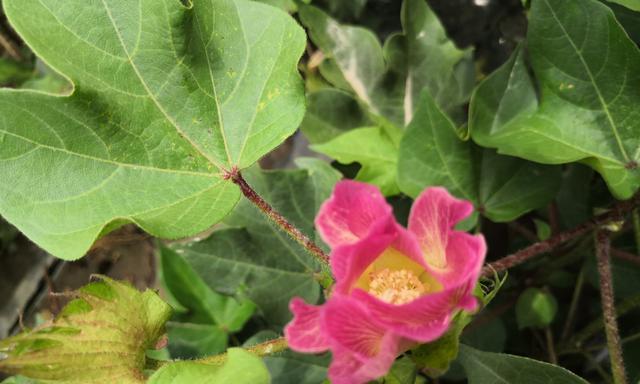 棉花开花的奇妙过程（探寻棉花开花的神秘面纱）