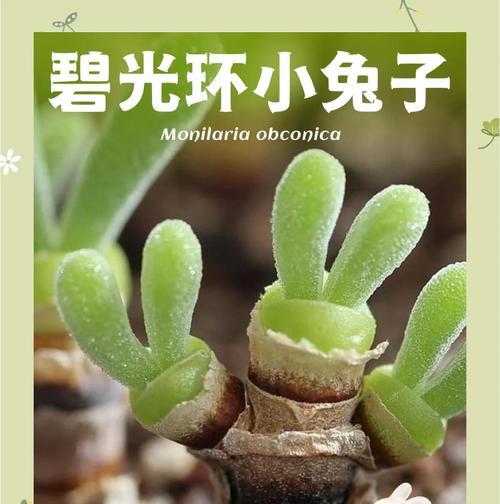 碧光环的培养与养护指南（打造清新自然的绿色家园，从养碧光环开始）