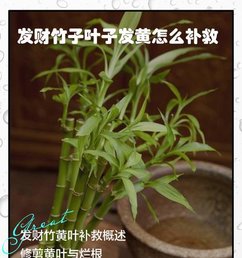 如何挽救发黄的竹杆（恢复竹杆颜色的有效方法）