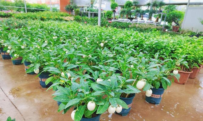 探索植物采椒的养殖技巧（种植采椒，享受家园收获的喜悦）