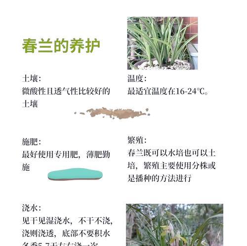如何正确清洁兰花叶片，让其焕发生机（轻松掌握清洁兰花叶片的技巧，让您的兰花更加健康美丽）