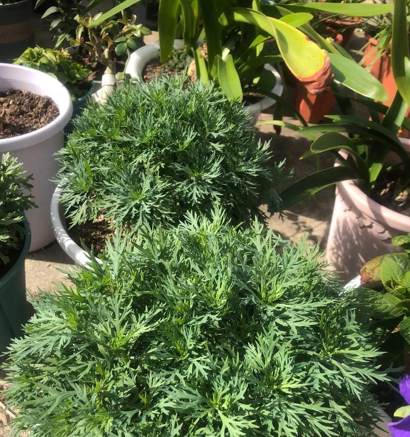 玛格丽特花是否为多年生植物？（解读玛格丽特花的生命力与生长周期）