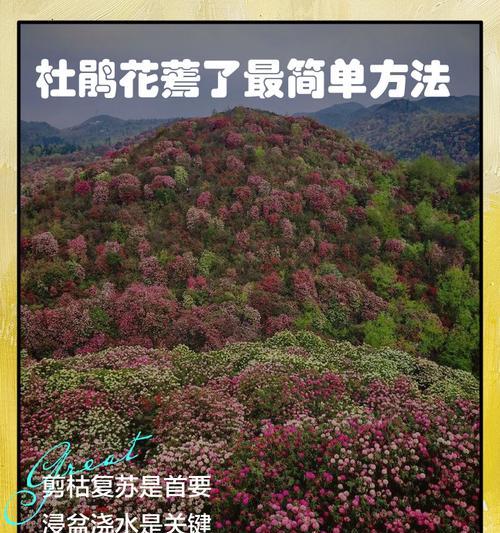 杜鹃花苞不开怎么办？解决杜鹃不开花的方法（探讨杜鹃花苞不开的原因及解决办法）
