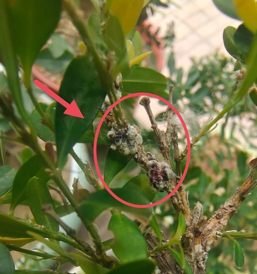 无根枝条花养护指南（掌握养护技巧让无根枝条花绽放绚丽生机）