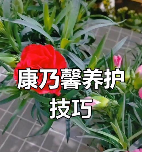 康乃馨花的养护与浇水技巧（让康乃馨花健康绽放的养护要点和浇水频率）