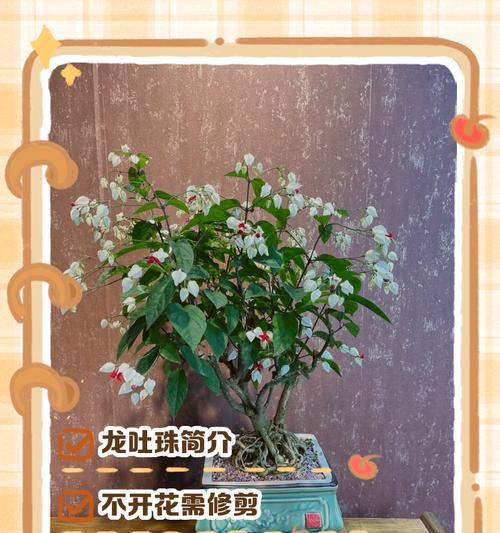 如何养好你的吐龙珠（掌握关键技巧，让吐龙珠茁壮成长）