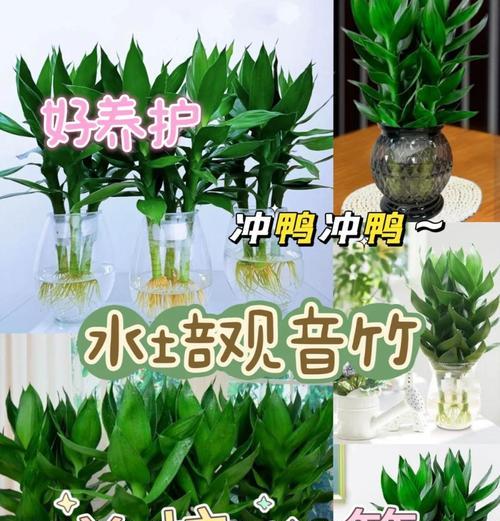 观音竹叶片变小了的原因及解决办法（观音竹叶片逐渐萎缩，如何拯救？）