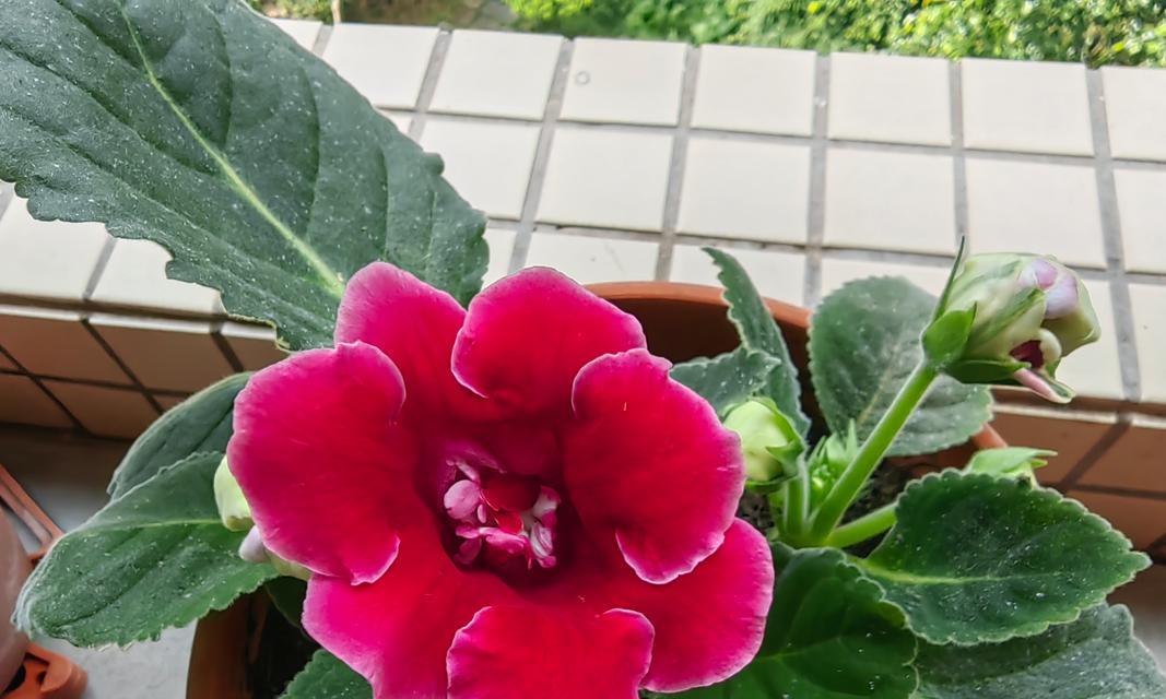 大岩桐花朵为何会变黑？（探究大岩桐花朵变黑的原因及影响）