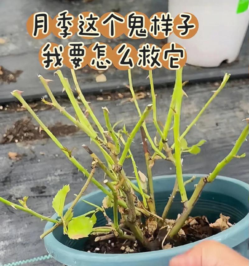 月季的种植与养护技巧（打造美丽花园，绽放绚烂花海）