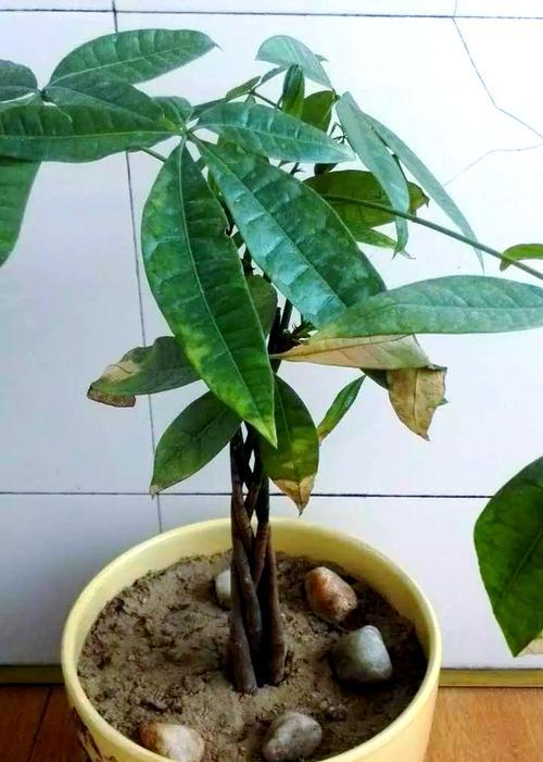 如何救活发财树，让其重现翠绿生机（发财树叶片发黄？快来学习这些护树小技巧）