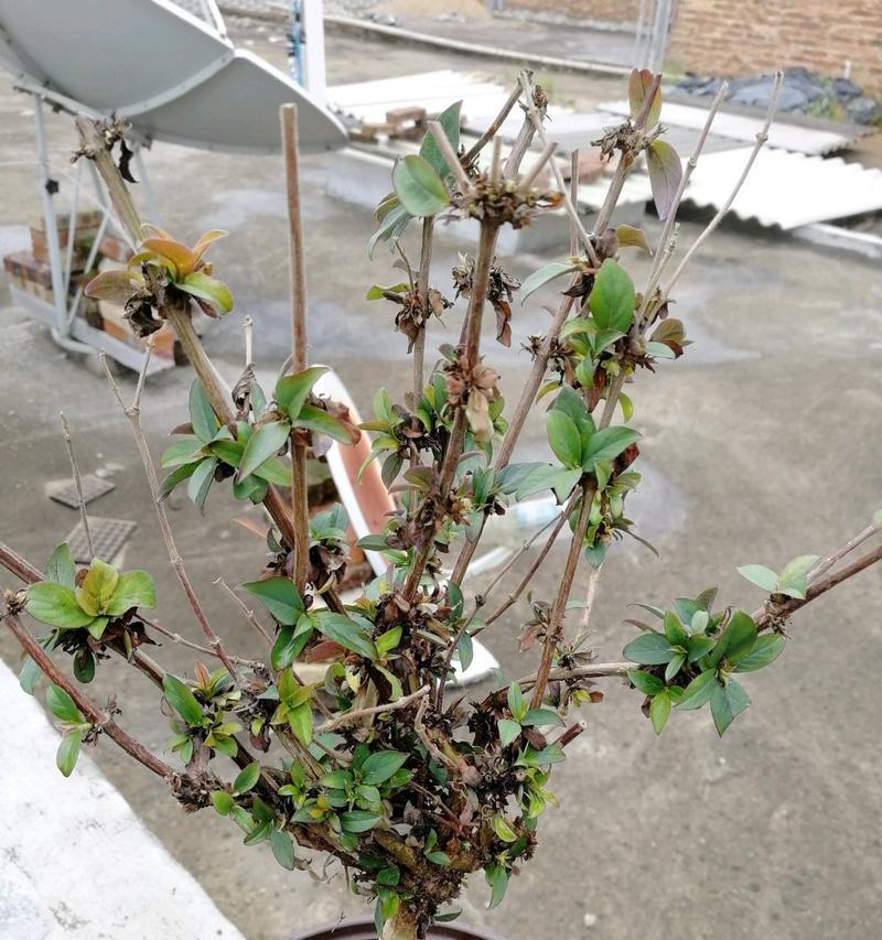冬天如何管理盆栽金银花（金银花冬季养护技巧及注意事项）