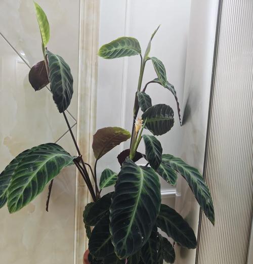 紫背竹芋叶子发软的原因及处理方法（揭秘紫背竹芋叶子发软的原因，教你有效处理方法）