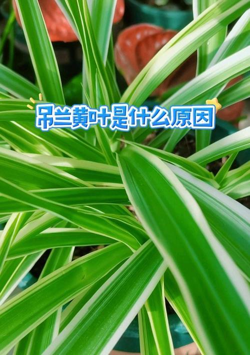 揭秘掉兰黄叶的奥秘（探索兰花叶子失色的原因与解决方法）