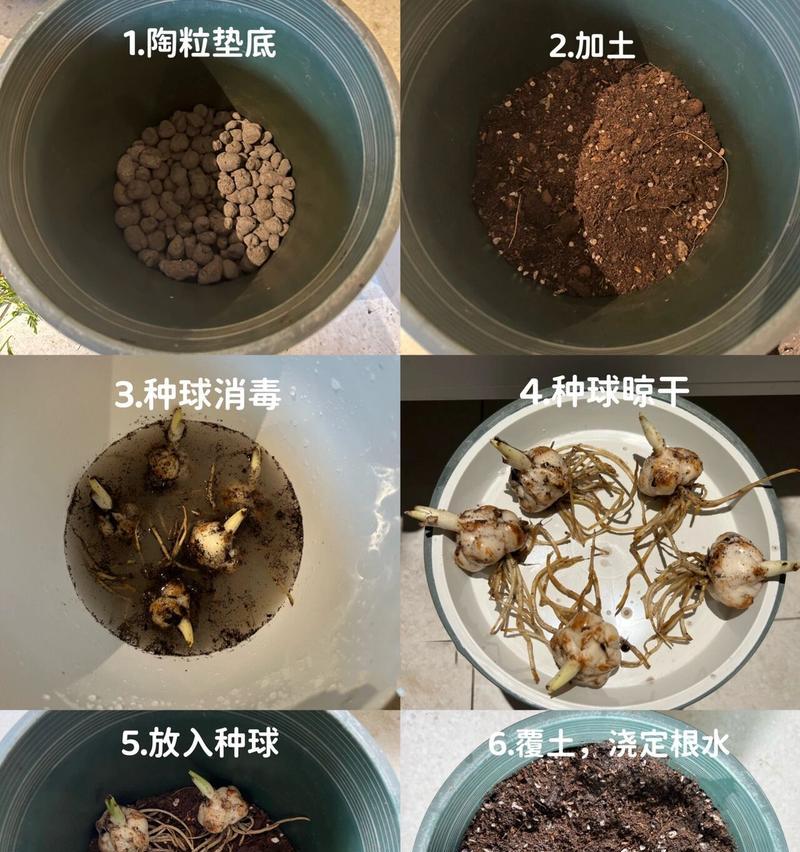 百合花球的种植和养护指南（了解百合花球的品种及生长环境，掌握种植和养护技巧）