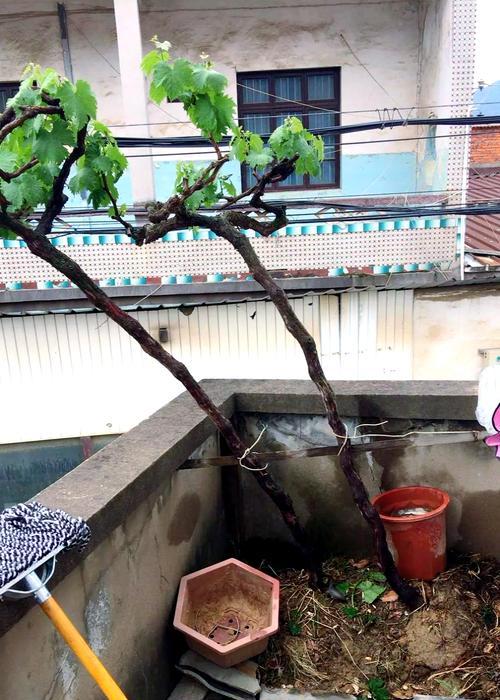 葡萄繁殖技巧大揭秘（了解葡萄繁殖，让你成功种植丰收无忧）