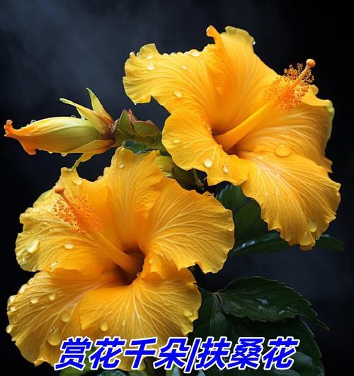 扶桑花谢了怎么办？——一份详细的应对指南（从营养到保护，助你轻松面对扶桑花的凋谢）