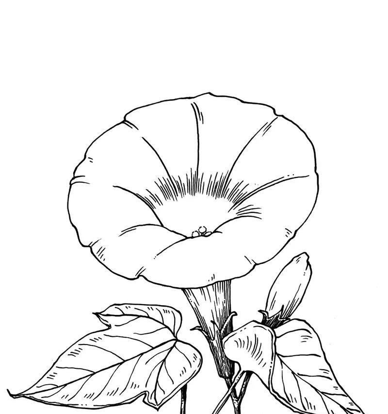 牵牛花（探秘牵牛花的品种与传说）