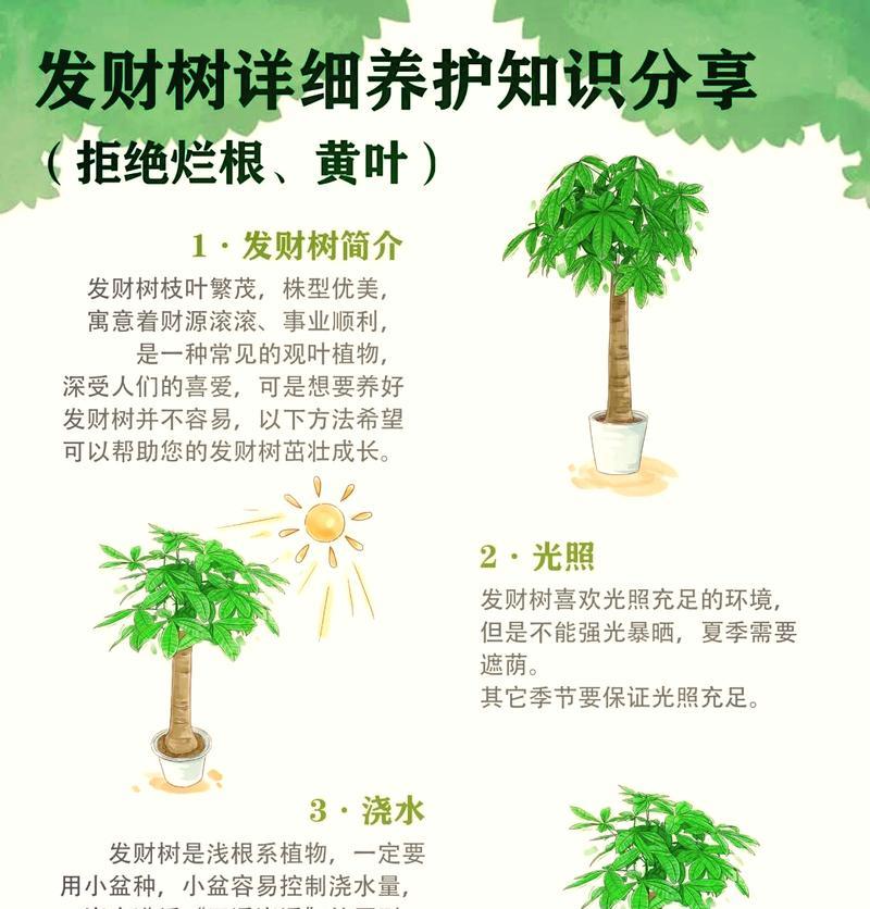 发财树如何长大长粗？（掌握这些技巧，让你的发财树茁壮成长！）