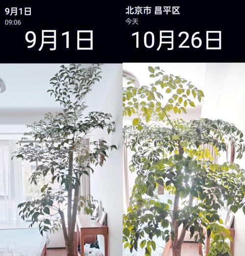 培育幸福树的关键（打造繁花似锦的幸福树，从科学施肥开始）