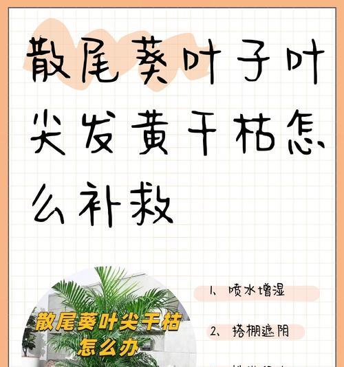 三尾葵叶子枯了，如何拯救？（发现问题、原因分析及解决方法，）