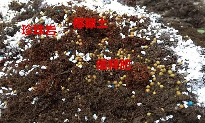 如何配制适合养花的土壤？（土壤配制关键要素详解）