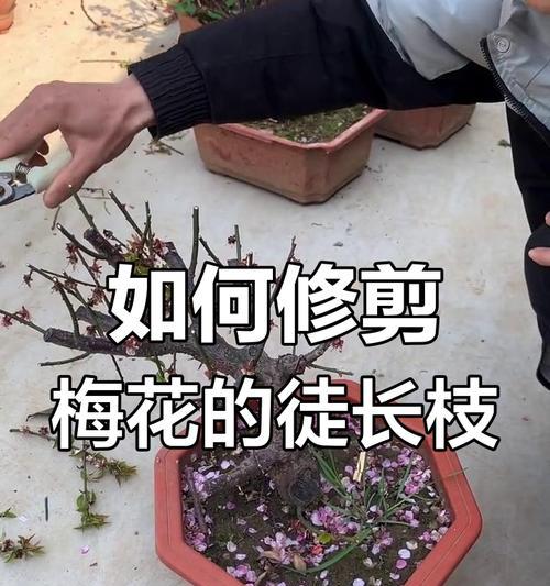 梅花盛放的奇迹——探秘梅花的开放过程（美丽绽放的瞬间，梅花的神秘开花之谜）