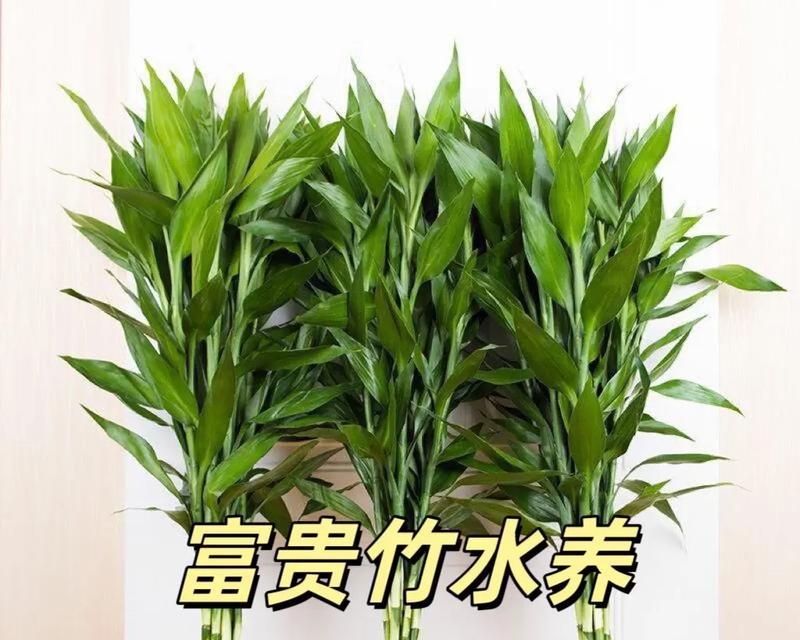 如何有效养护富贯竹（关键技巧让富贯竹健康成长）