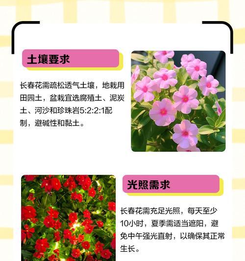 长春花换盆后如何浇水？（浇水时间、量和方法详解，让长春花茁壮成长）