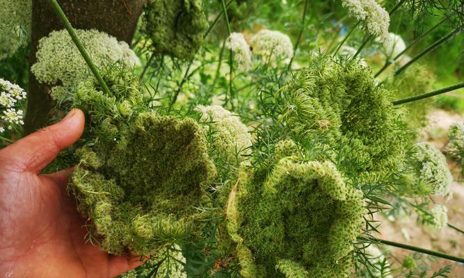 如何种植红萝卜种子（红萝卜种子的选购与栽培技巧）