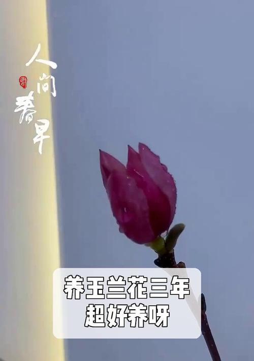 如何养护白玉兰，让其长寿成活（白玉兰的特点与养护技巧详解）