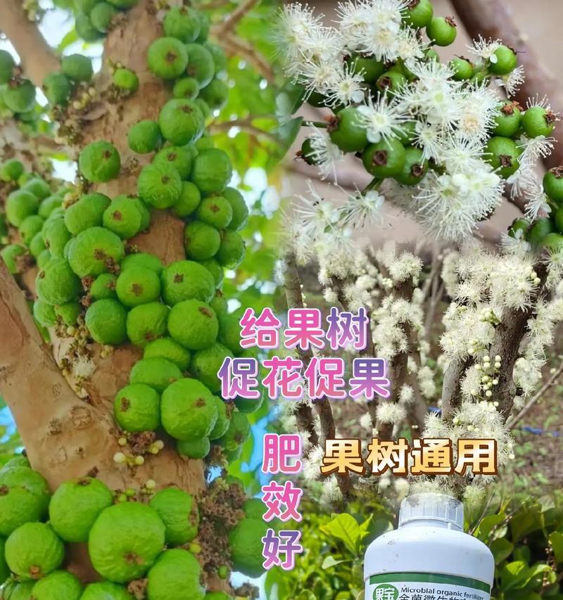 嘉宝果树施肥攻略（选择适合的肥料，让果树健康成长）