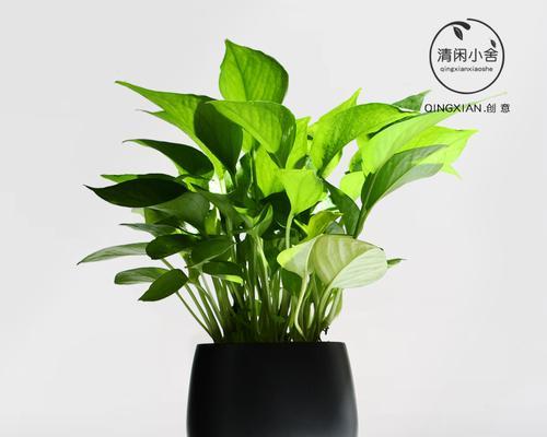 绿萝的盆载养护指南（以绿萝怎么盆载为主题的详细指南）