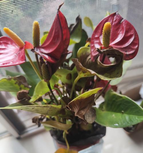 打造一片花海，以花卉一帆风顺（花卉养护秘籍大公开，成功种植关键在于...）