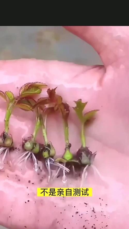 以桐叶花月的繁殖技巧及方法详解（掌握桐叶花月繁殖的关键，打造绚丽花园景观）