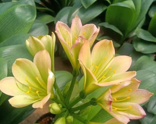 探究君子兰和兰花的养殖区别（品味花香，选择恰当的花卉才能得心应手）