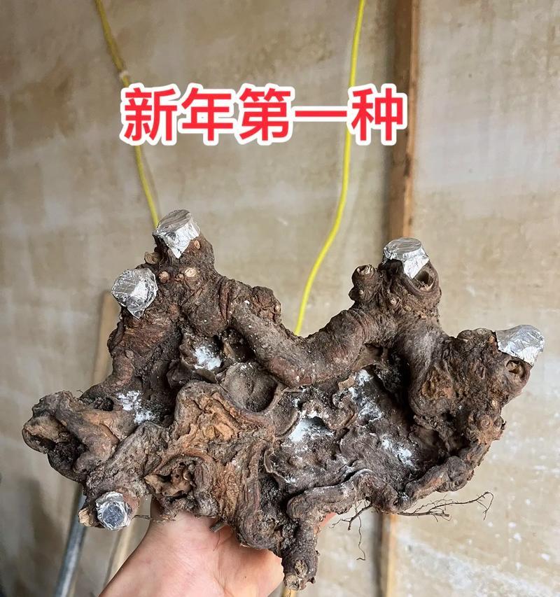 以榆树虫子怎么祛除？（探索有效的榆树虫子防治方法）