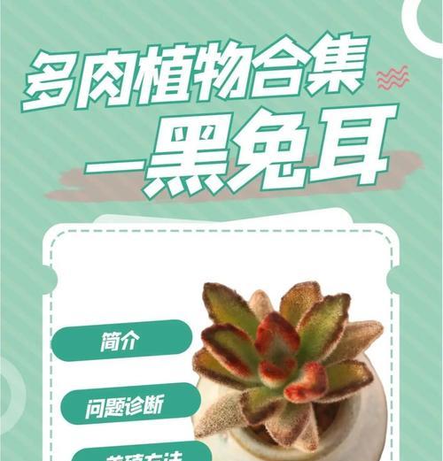 月兔耳多肉植物的养殖技巧（轻松掌握养殖月兔耳多肉的秘诀）