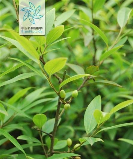 探秘丁香叶——一种独特的树叶（了解丁香树叶的特征、分布和药用价值）