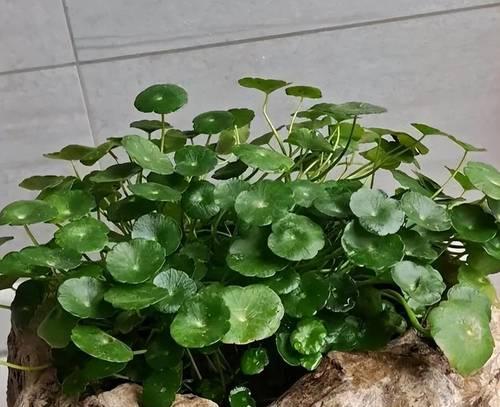 铜钱草叶子为何在冬天变黄？（如何有效应对铜钱草冬季叶子变黄问题？）