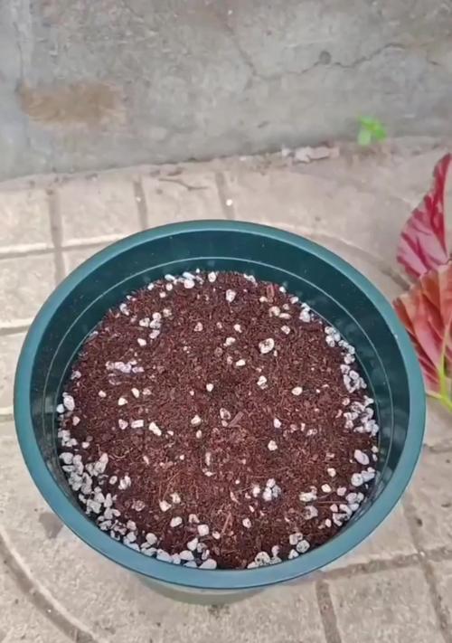 丽格海棠花的插扦方法与技巧（掌握插扦关键，让丽格海棠花繁衍生息）