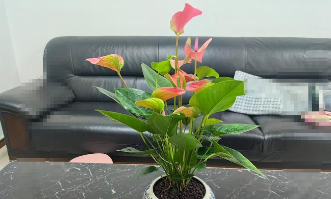 红掌花开花时间及花期长短（一年开几次花？花期长达多久？如何养护？）