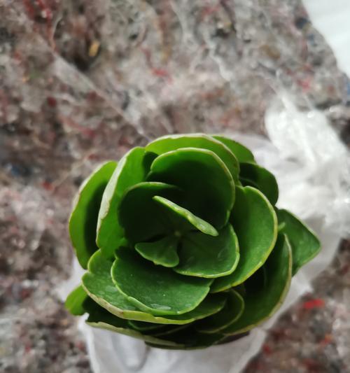 秋季长寿花开花妙招（揭秘长寿花开花的秘诀，让你的花园绽放秋日美景）