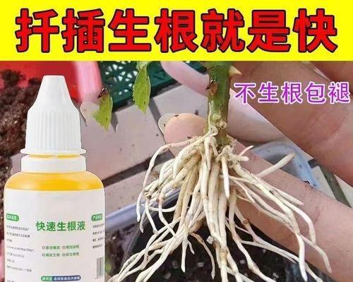 月季花生根水的制作与用途（营养丰富的月季花生根水为你带来健康与美丽）