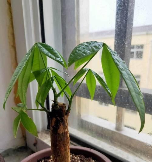 发财树如何长出长长的支叶（揭秘发财树的养护秘籍，让您的发财树茂盛生长）