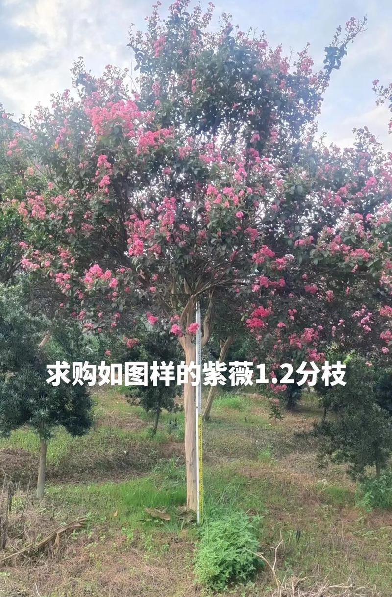 紫薇怎样长出长枝条的秘密（揭示紫薇长出长枝条的关键因素及养护技巧）