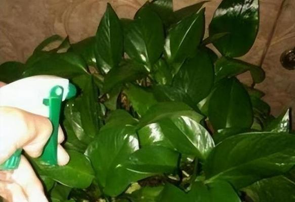 喝剩的牛奶可以浇绿萝吗？（探讨饮用过期牛奶的新方法）