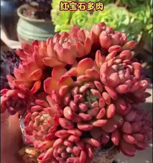 红宝石多肉叶子变软的处理方法（解决红宝石多肉叶子变软的实用技巧）