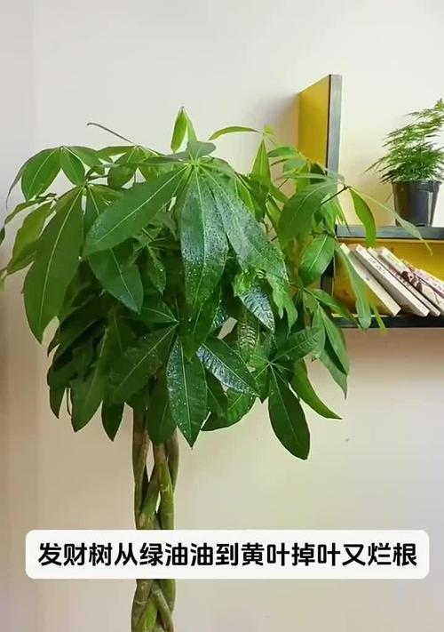 招财树为何每天都会掉叶子？（探究招财树掉叶现象的原因及解决方法）